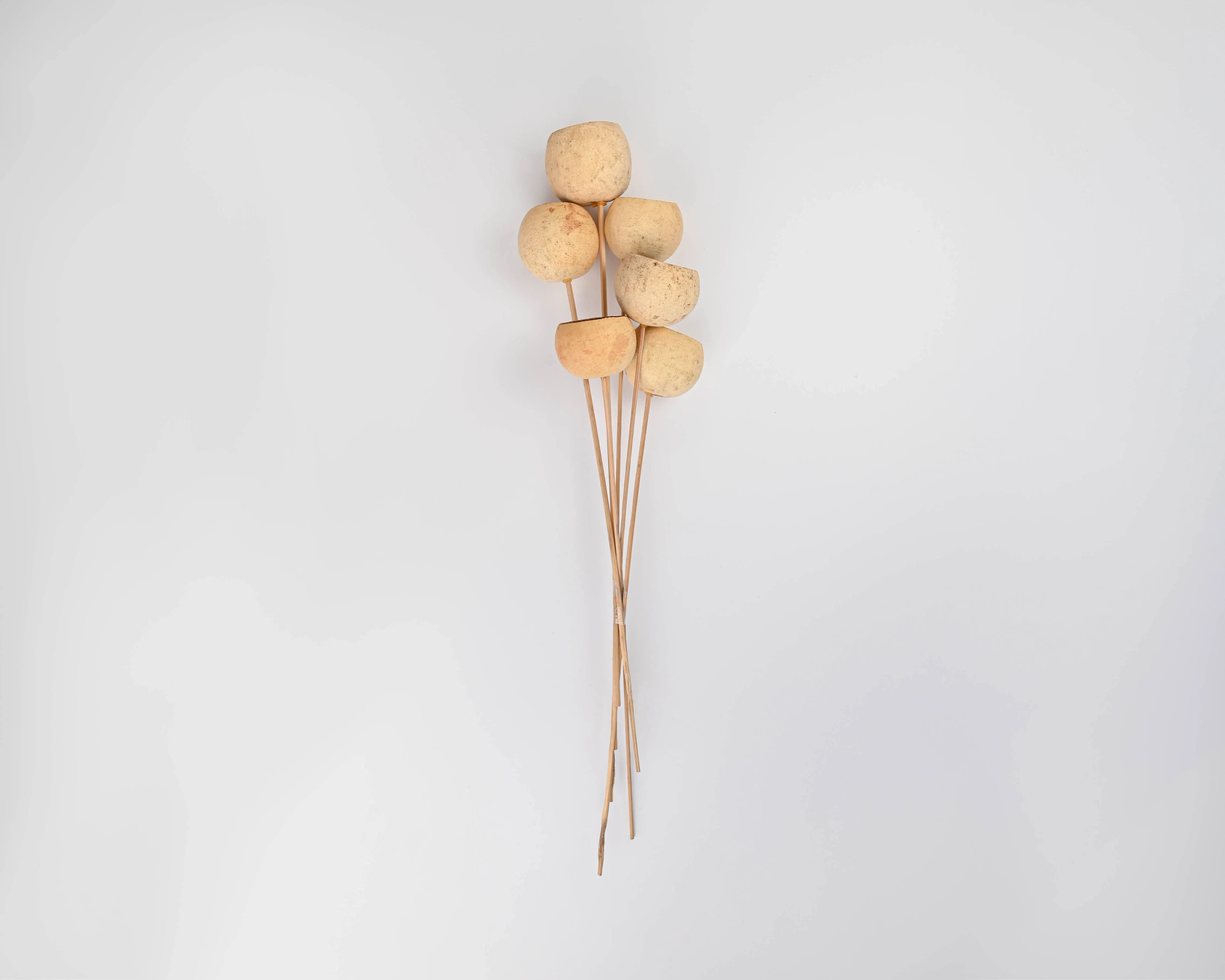 Bell Cups - Natural