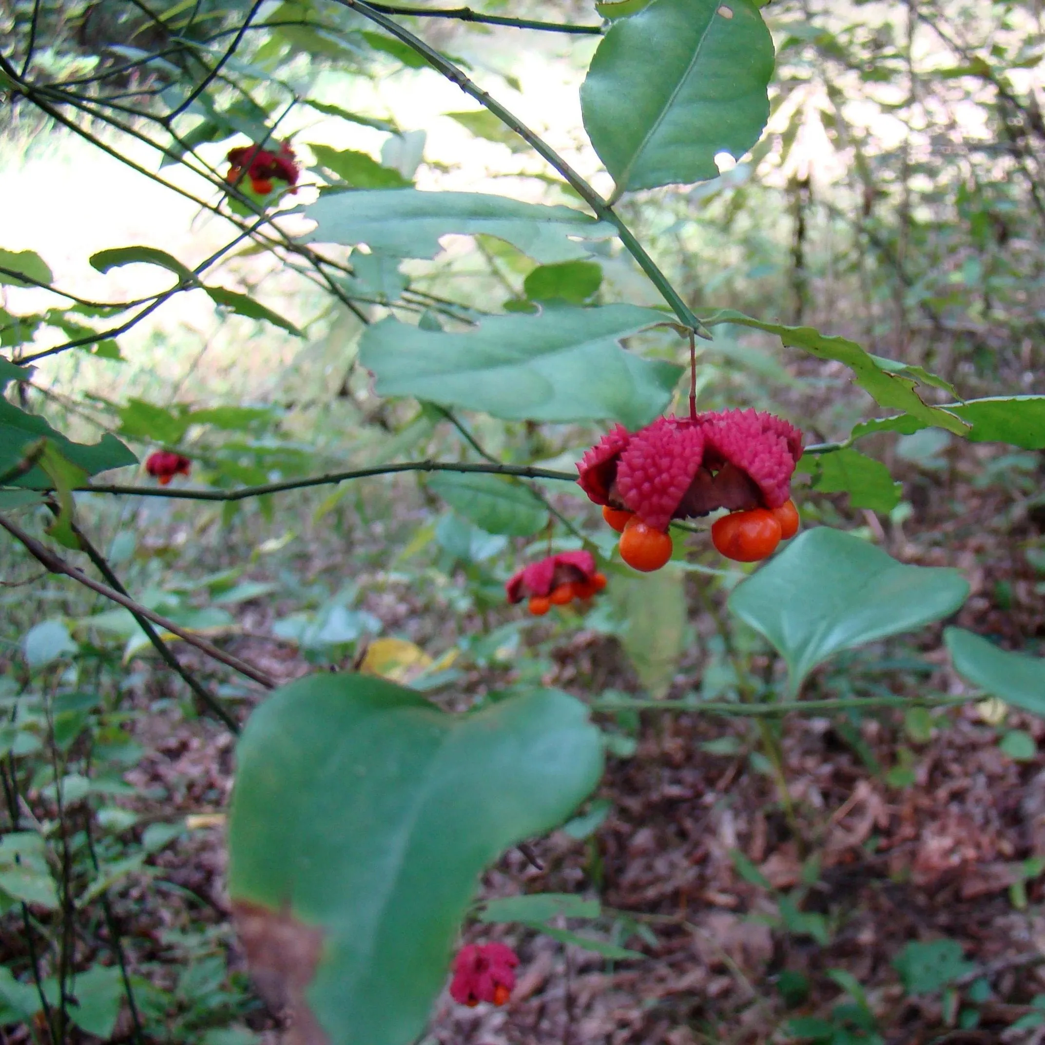 Strawberry Bush